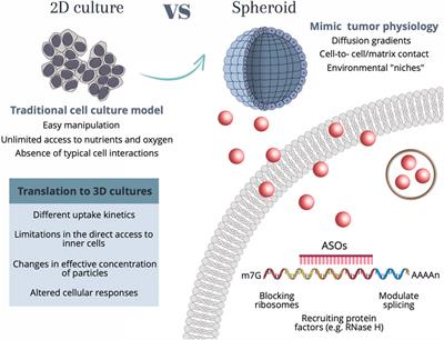 Assessing the gene silencing potential of AuNP-based approaches on conventional 2D cell culture versus 3D tumor spheroid